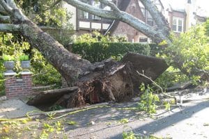 Tree Falls on a House