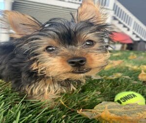 Dog Owners Guide to Home Insurance - Yorkie Photo
