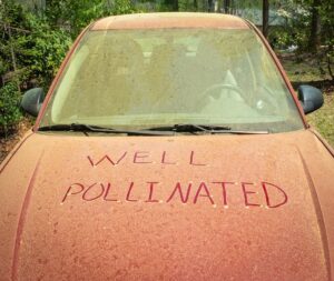 Pollen on Car